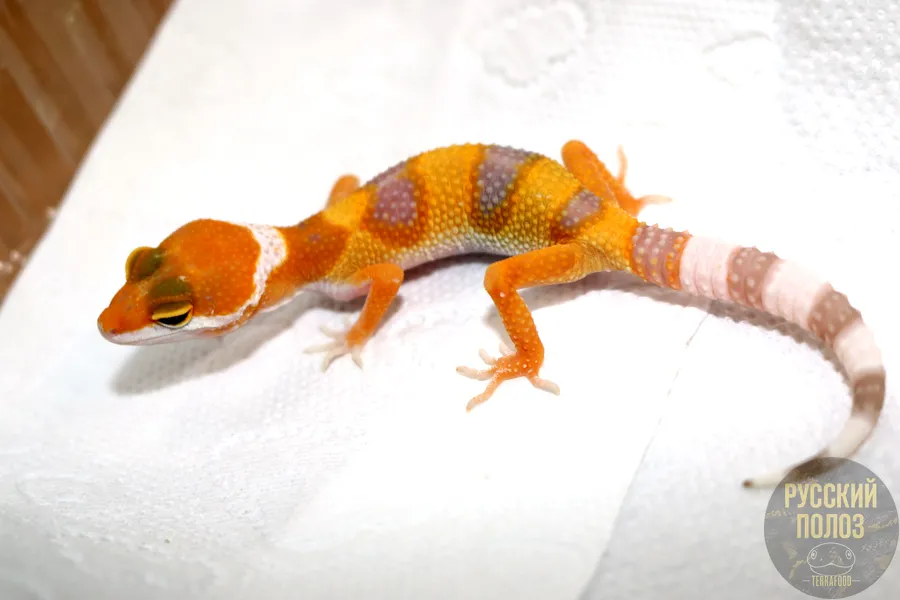 Пятнистый леопардовый эублефар, Eublepharis macularius