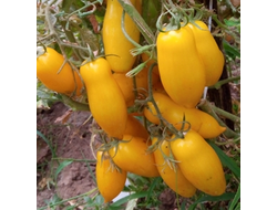 Томат Банановые ноги (Banana legs)