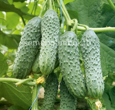 Огурец Мамлюк F1 (5 шт)