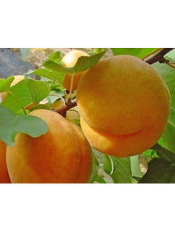 Абрикос "Десертный" (средний), ЗКС