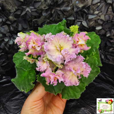 АВ-Златые Горы (Фиалковод) 2021 г. (сортовой стартер)