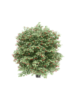 плодовые Калина красная Viburnum opulus