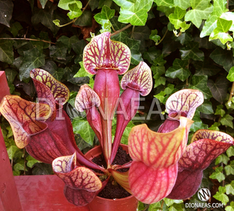 Sarracenia x alata x catesbaei