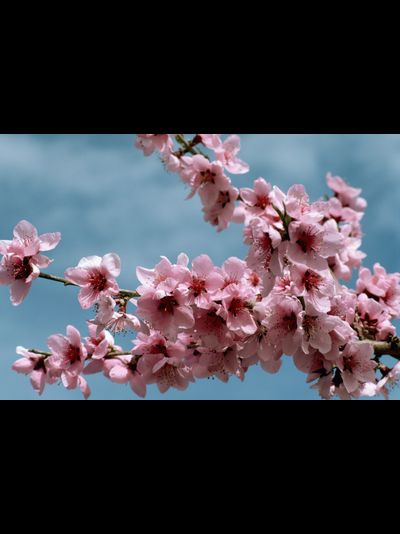 Купить греющую картину с фото ветка сакуры
