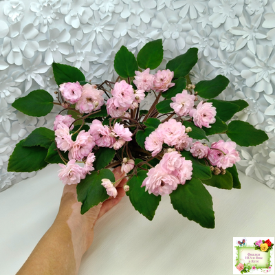 Lituanika (Būtienė) трейлер