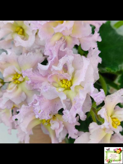 РМ-Солнечное Конфетти (Н. Скорнякова) 2022 г.