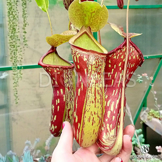 Непентес Гая | Nepenthes Gaya