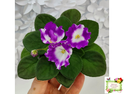 SimSim Magic Bells (Alex Mayer) (лист посажен 07.10.25)