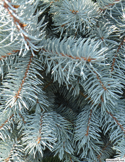 Ель Хупси - Hoopsii