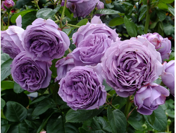 Голубой шторм (Blue Storm Rose)ОСЕНЬ
