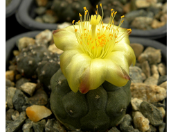 Copiapoa (Копьяпоа)