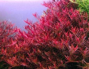 Ротала ротундифолия колората (Rotala Rotundifolia Colorata)