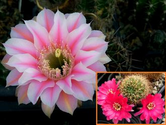 Echinopsis hybrid `Zoluschka` x Lobivia tiegeliana - 5 семян