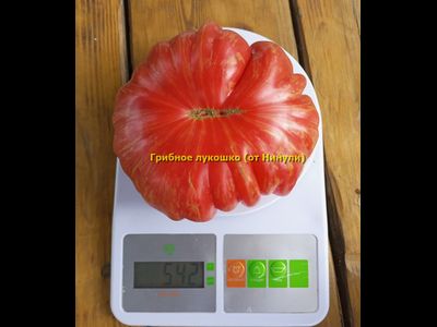 Томат Грибное лукошко полосатое
