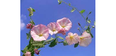 "Вьюнок" набор силиконовых молдов (вайнеров)