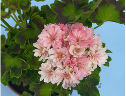 Пеларгония MorLens Barbro