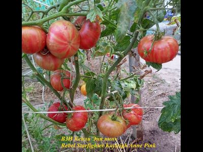 Томат Восставший Звездный Истребитель Кэйли Энн Пинк (Rebel Starfighter Kayleigh Anne Pink)