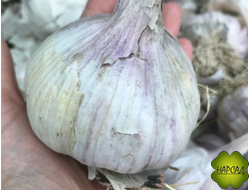 ЧЕСНОК ОЗИМЫЙ "ГРИБОВСКИЙ ЮБИЛЕЙНЫЙ" 0,5 КГ