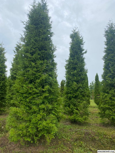 Туя Брабант 5 метров