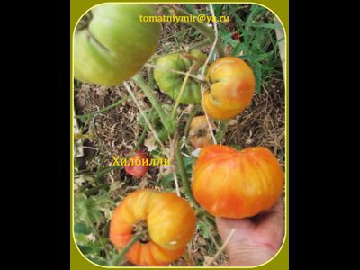 Томат Деревенский (HILBILLY)