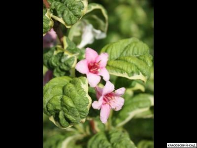 Вейгела Карикатура - Caricature