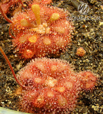 Drosera sp. South Africa