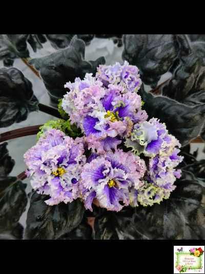 БР-Зимняя Метель (С. и Н. Буркацкие) 2021 г.