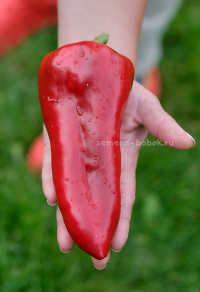 Перец сладкий Гена, 10 шт