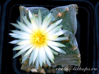 Astrophytum myriostigma v.guadricostatum - 5 семян