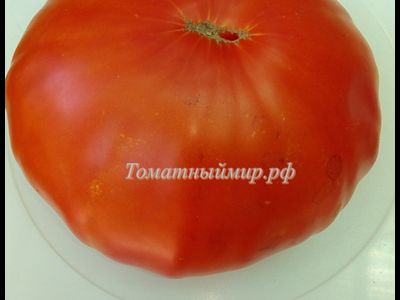Томат Красный гигант