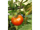 Семена томата Акми
