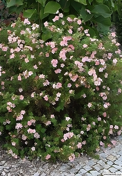 Лапчатка кустарниковая Пинк Виспер Купить Саженцы в Москве