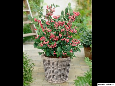 Голубика Пинк Лемонейд - Pink Lemonade