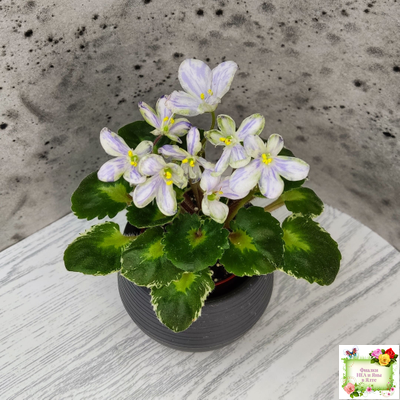 ЛЕ-Лунный Жемчуг (Е. Лебецкая) 2020 г. (пестролистный гёрл)