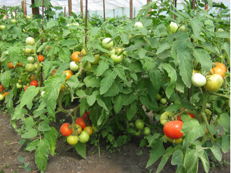 семена томаты "Катя"