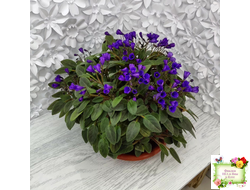 Vallarta Campanas Moradas (G.Beck) трейлер (пасынок посажен 17.08.25)