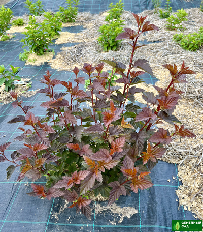 Пузыреплодник калинолистный  (Little Angel) "Литтл Энжел"