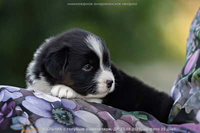щенок mas - мальчик с ГОЛУБЫМ ошейничком Д-2025, окрас черный триколор, возраст 25 дней