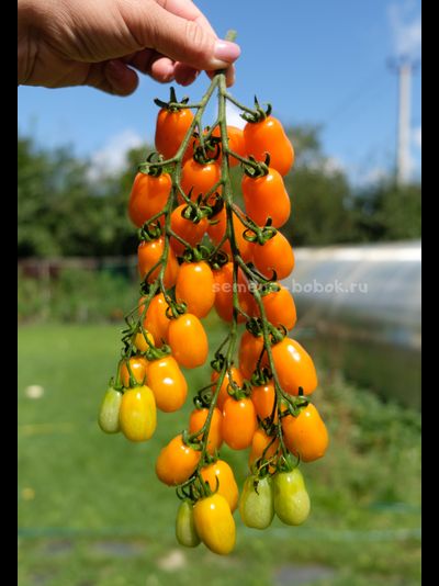 Томат Сан-Марцано Иса, 10 шт