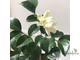Murraya paniculata ‘Himalayan’ round leaf  / Муррайя Гималайская круглый лист