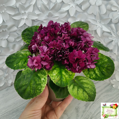 СВ-Город Солнечногорск (О.Емельянова) 2023 г. трейлер