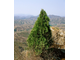 Туя восточная (Thuja orientalis), лапки (5 мл) - 100% натуральное эфирное масло