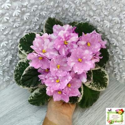 Rivermist Beguiling (J. Baker) (стартер)