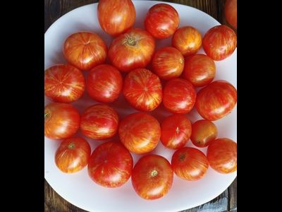 Томат гном Дельта Дивер желтый (Delta Diver yellow)  США