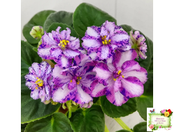 МК-Ветер Перемен Люкс химера (пасынок укоренённый из цветоноса)