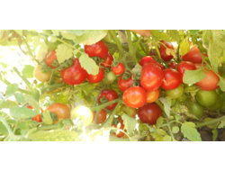 Томат Казабалыкский суперранний