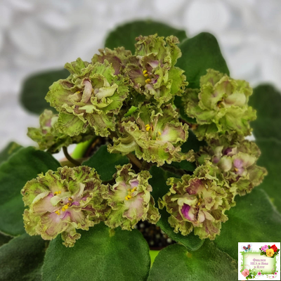 Allegro Pink Pistachio (J.Stromborg) (10765) 06/25/2015