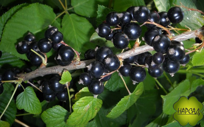 Смородина черная "Дачница" (очень вкусная)