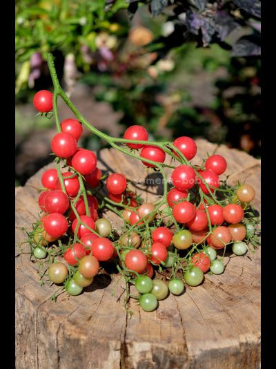 Томат Rose Quartz Multiflora (Розовый Кварц Мультифлора), 10 шт