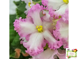 Nik-Обыкновенная Богиня (Н. Булко) 2023 г.